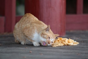 alimentazione gatti